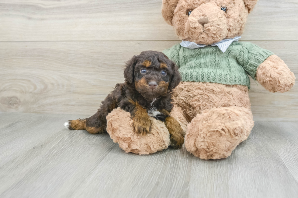 6 week old Poodle Puppy For Sale - Premier Pups