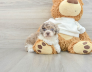 7 week old Poodle Puppy For Sale - Premier Pups