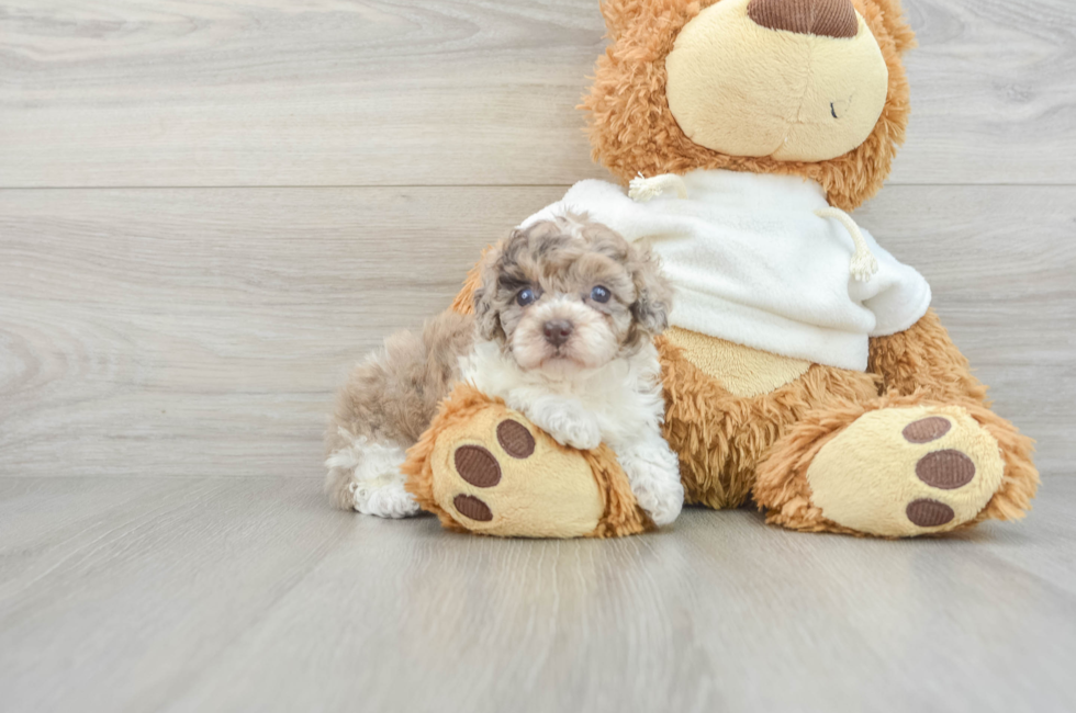 7 week old Poodle Puppy For Sale - Premier Pups