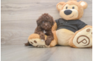 Poodle Puppy for Adoption