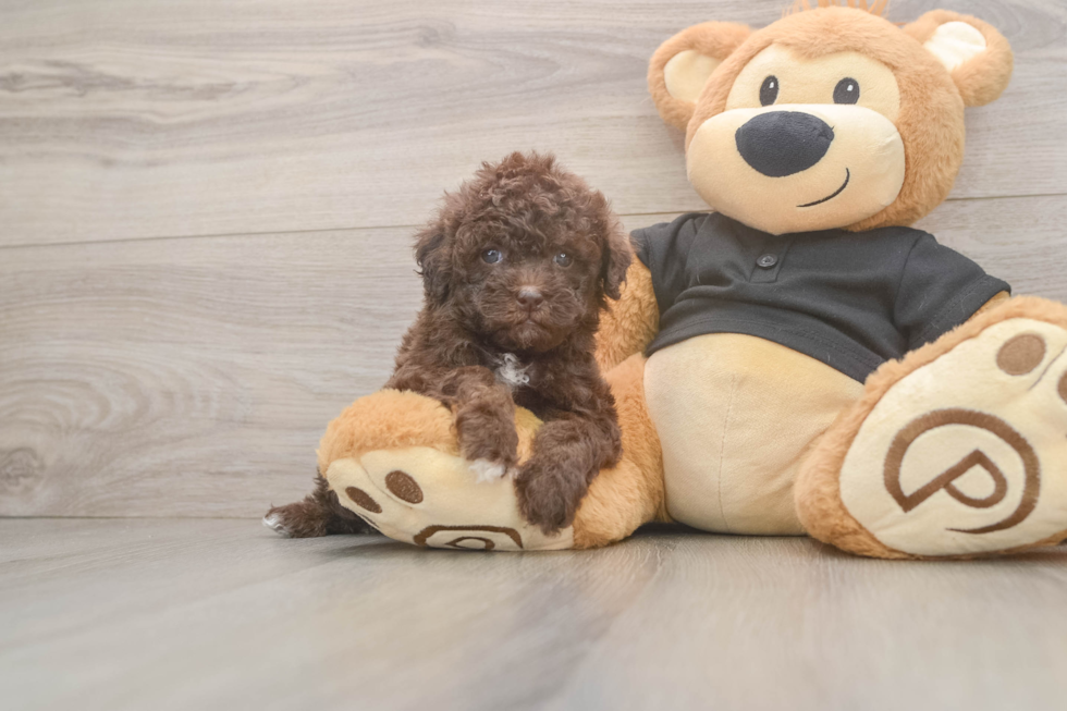 Poodle Puppy for Adoption