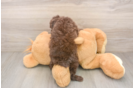 Akc Registered Poodle Purebred Pup