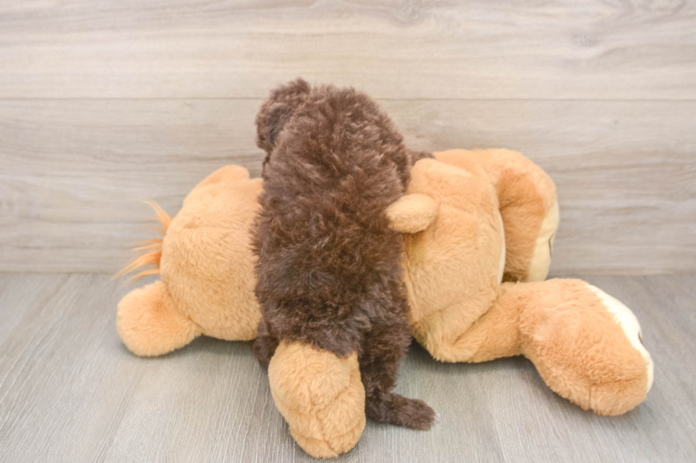 Akc Registered Poodle Purebred Pup