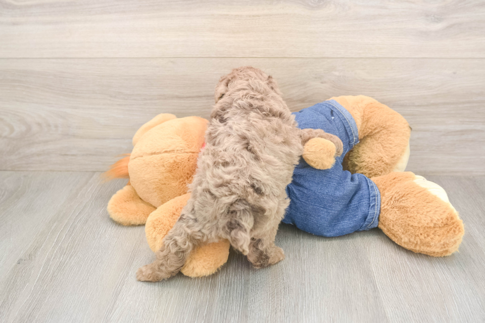 Poodle Pup Being Cute