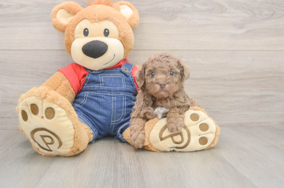 5 week old Poodle Puppy For Sale - Premier Pups