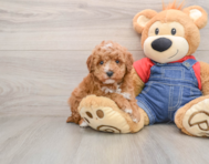 6 week old Poodle Puppy For Sale - Premier Pups