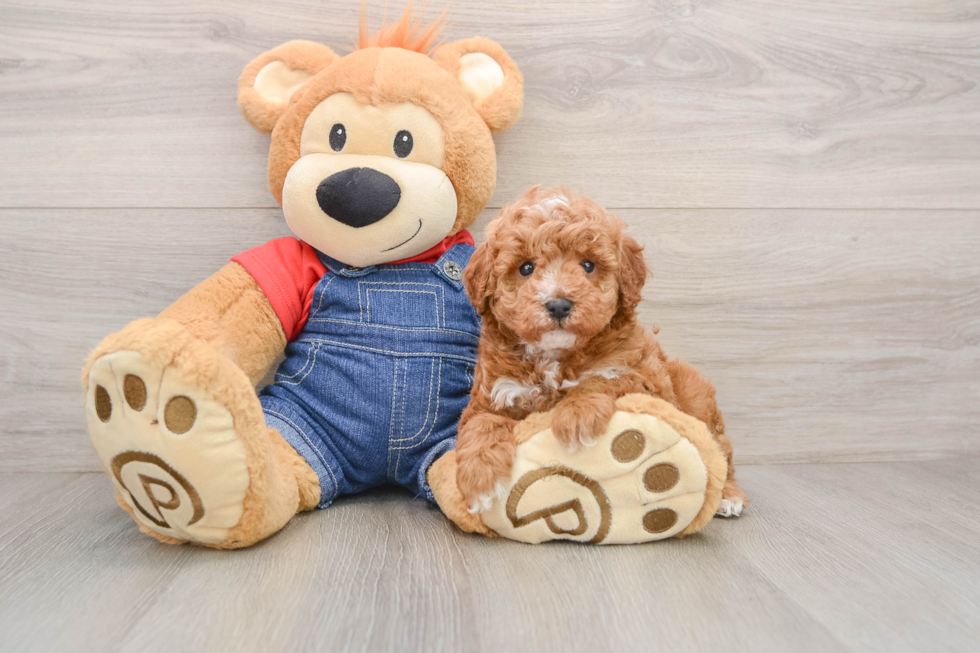 Poodle Puppy for Adoption