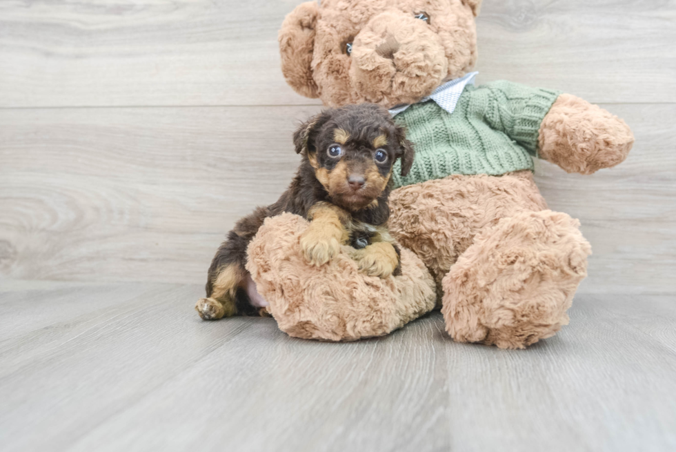 Poodle Puppy for Adoption