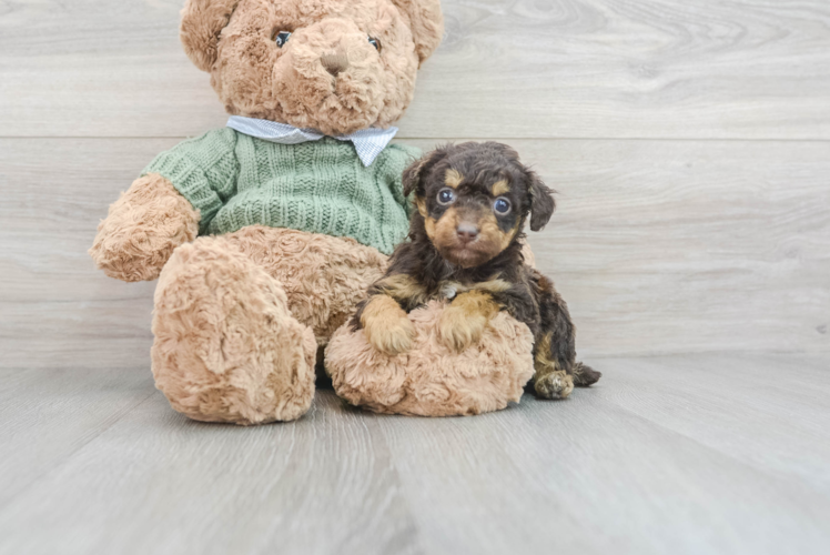 Poodle Pup Being Cute