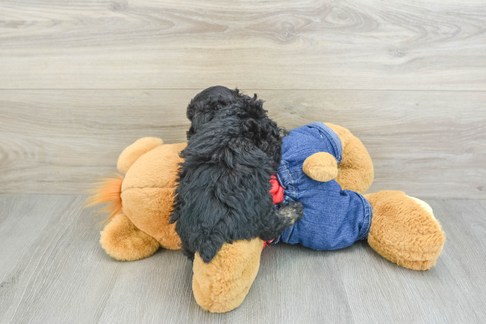 Poodle Pup Being Cute