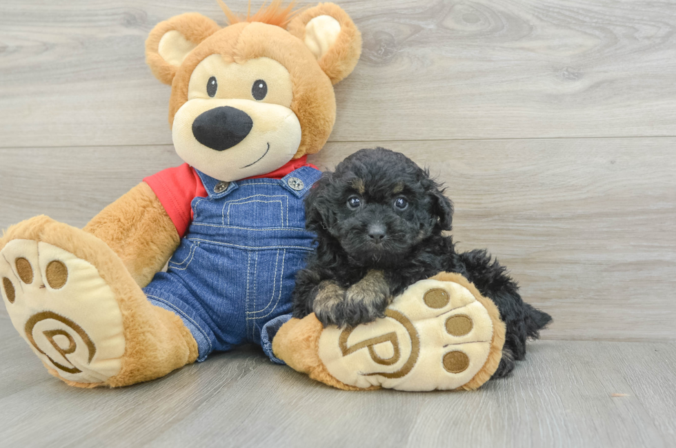 6 week old Poodle Puppy For Sale - Premier Pups