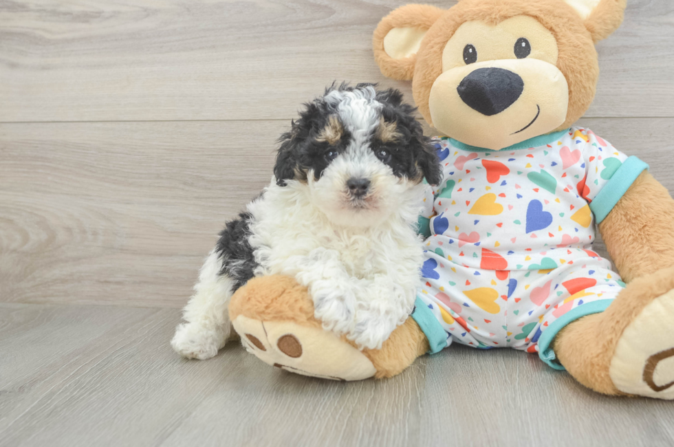 5 week old Poodle Puppy For Sale - Premier Pups