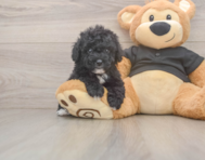 6 week old Poodle Puppy For Sale - Premier Pups
