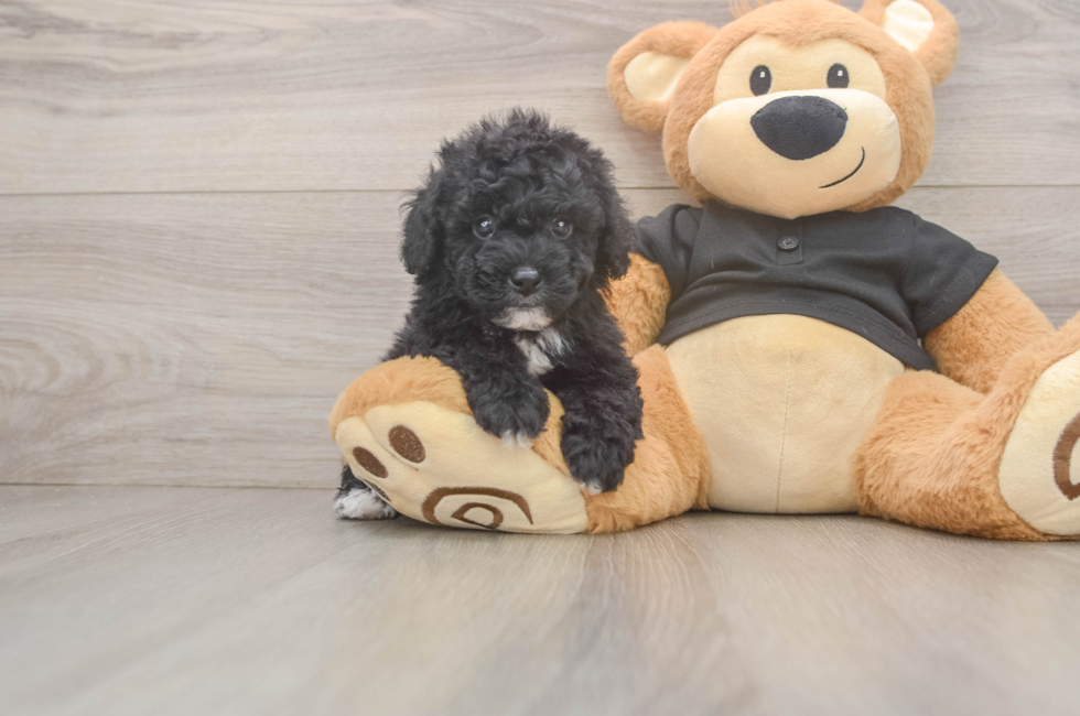 5 week old Poodle Puppy For Sale - Premier Pups