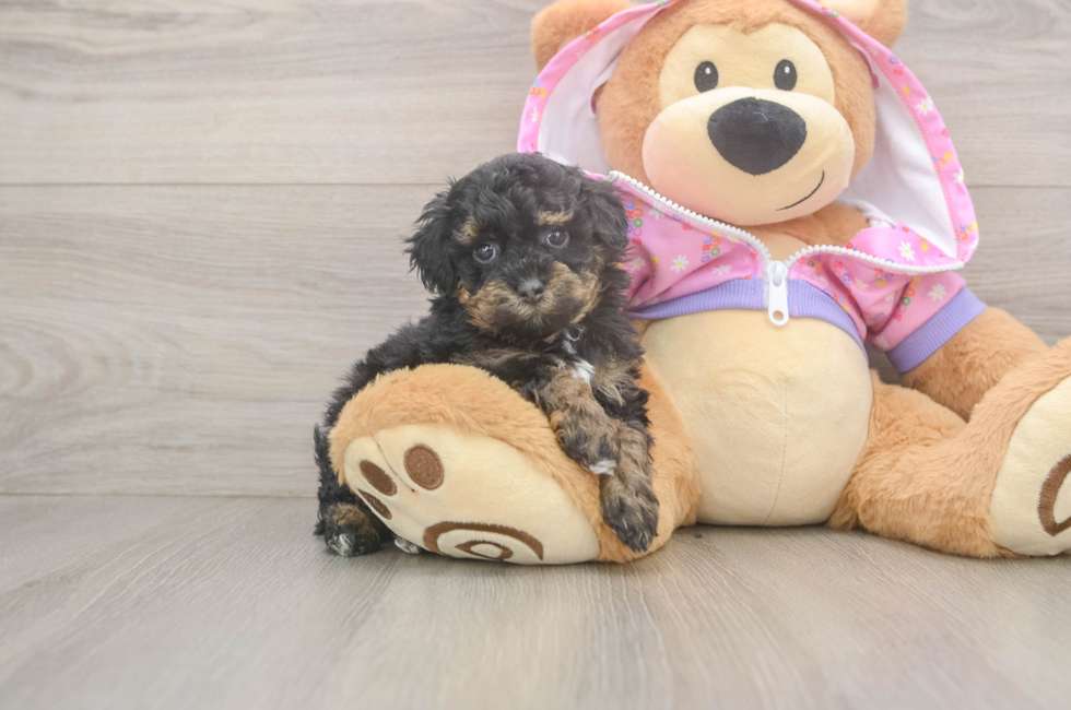 5 week old Poodle Puppy For Sale - Premier Pups