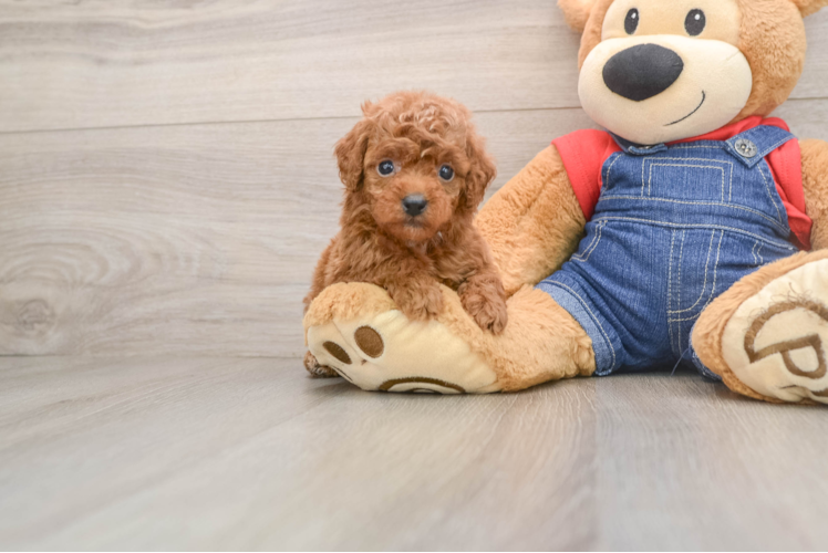 Poodle Puppy for Adoption