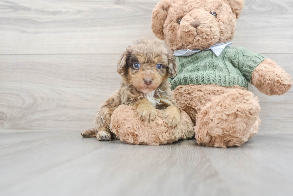 Poodle Puppy for Adoption