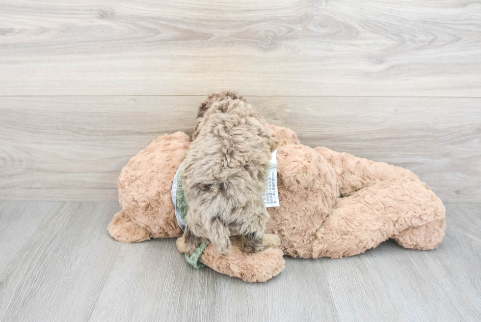 Hypoallergenic Poodle Purebred Pup