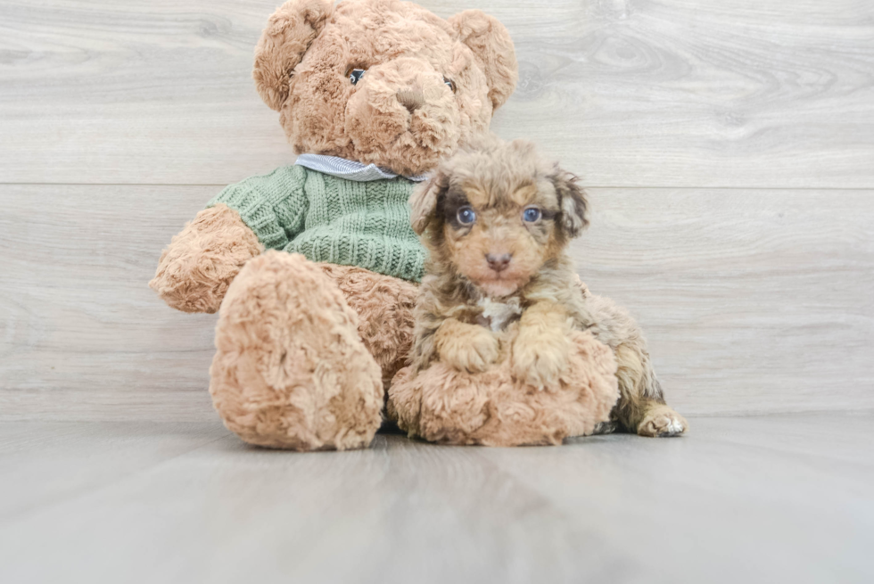 Poodle Pup Being Cute