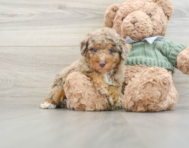 7 week old Poodle Puppy For Sale - Premier Pups