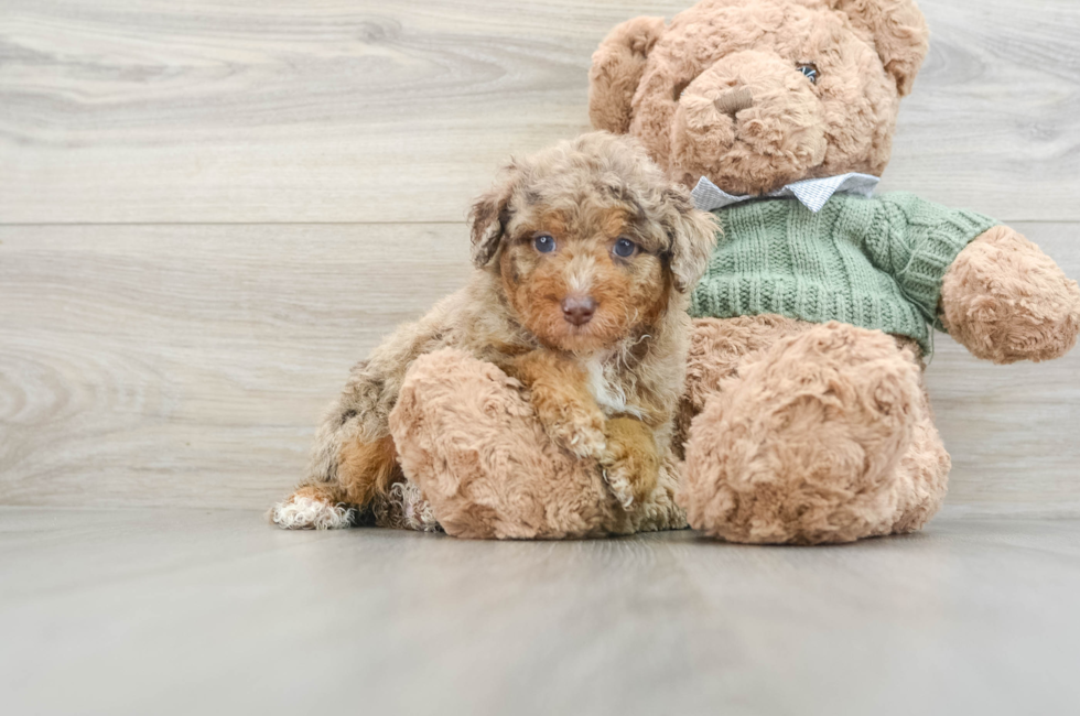 6 week old Poodle Puppy For Sale - Premier Pups