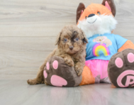 8 week old Poodle Puppy For Sale - Premier Pups