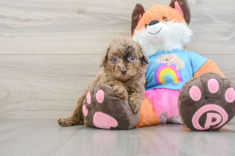 5 week old Poodle Puppy For Sale - Premier Pups
