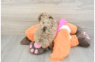 Poodle Puppy for Adoption