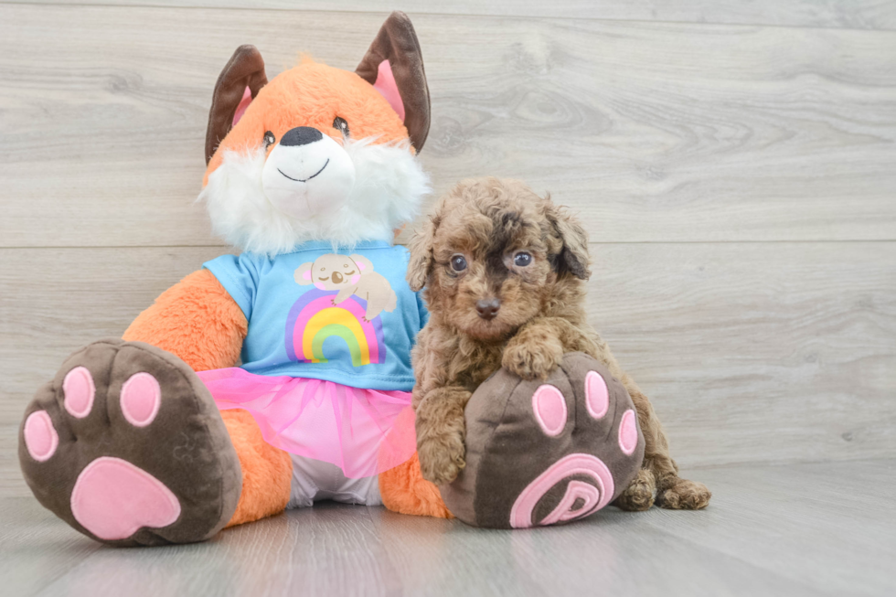 Little Poodle Purebred Pup