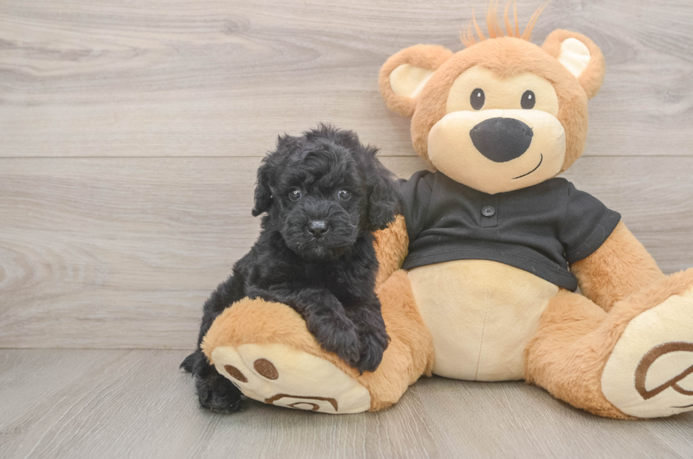5 week old Poodle Puppy For Sale - Premier Pups