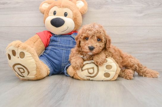 Poodle Pup Being Cute