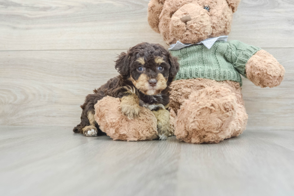 Little Poodle Purebred Pup