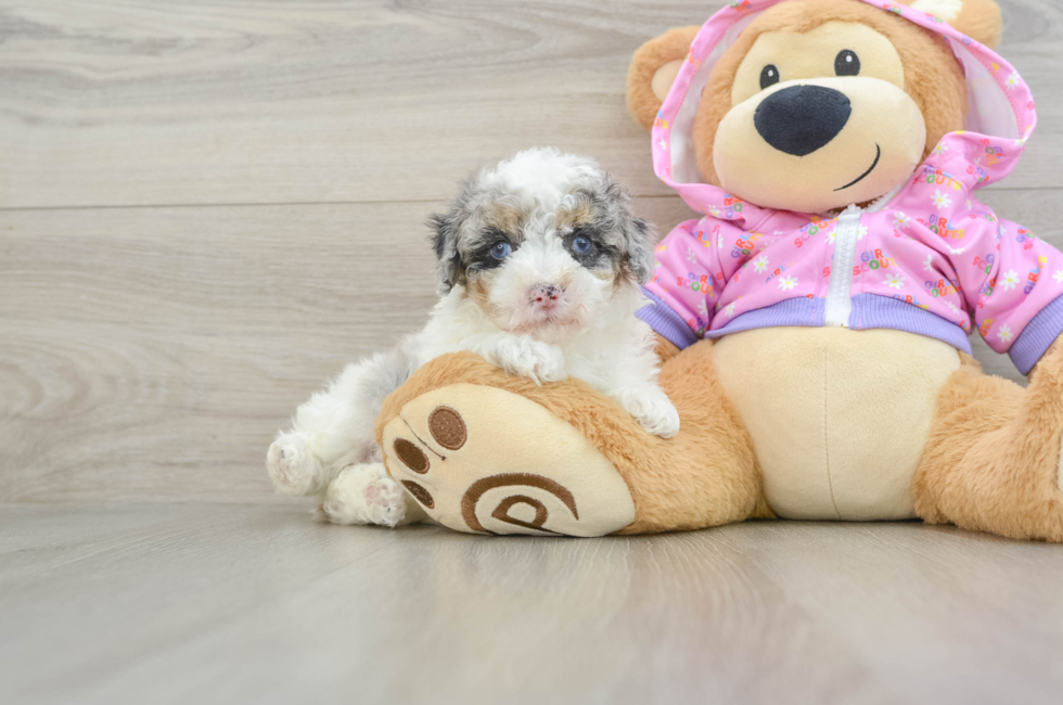 5 week old Poodle Puppy For Sale - Premier Pups