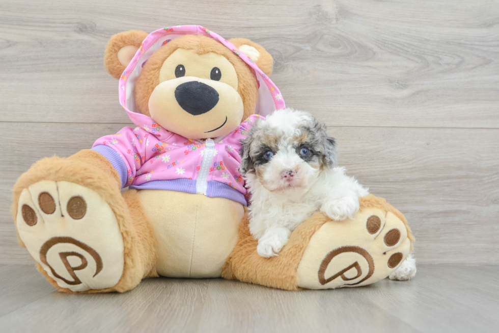 Friendly Poodle Baby