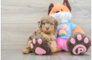 Poodle Puppy for Adoption