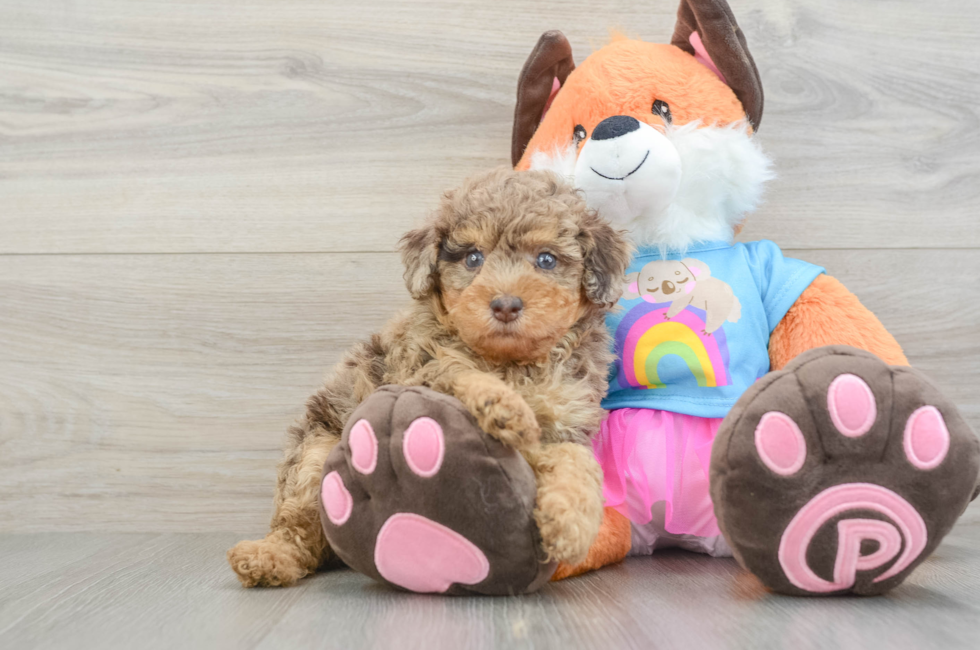 5 week old Poodle Puppy For Sale - Premier Pups