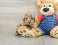 6 week old Poodle Puppy For Sale - Premier Pups