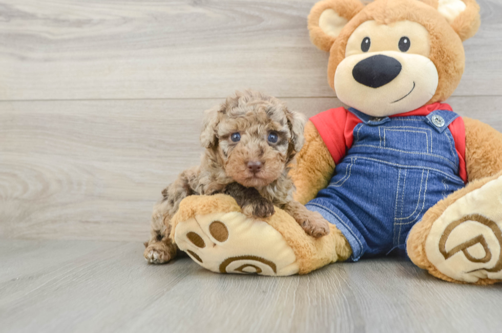 6 week old Poodle Puppy For Sale - Premier Pups