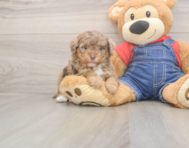 8 week old Poodle Puppy For Sale - Premier Pups