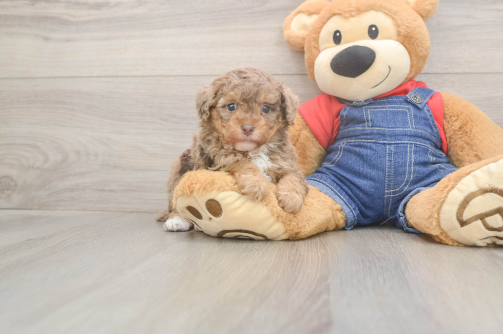 5 week old Poodle Puppy For Sale - Premier Pups