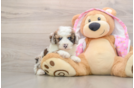 Popular Poodle Purebred Pup