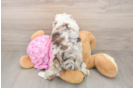 Friendly Poodle Purebred Pup
