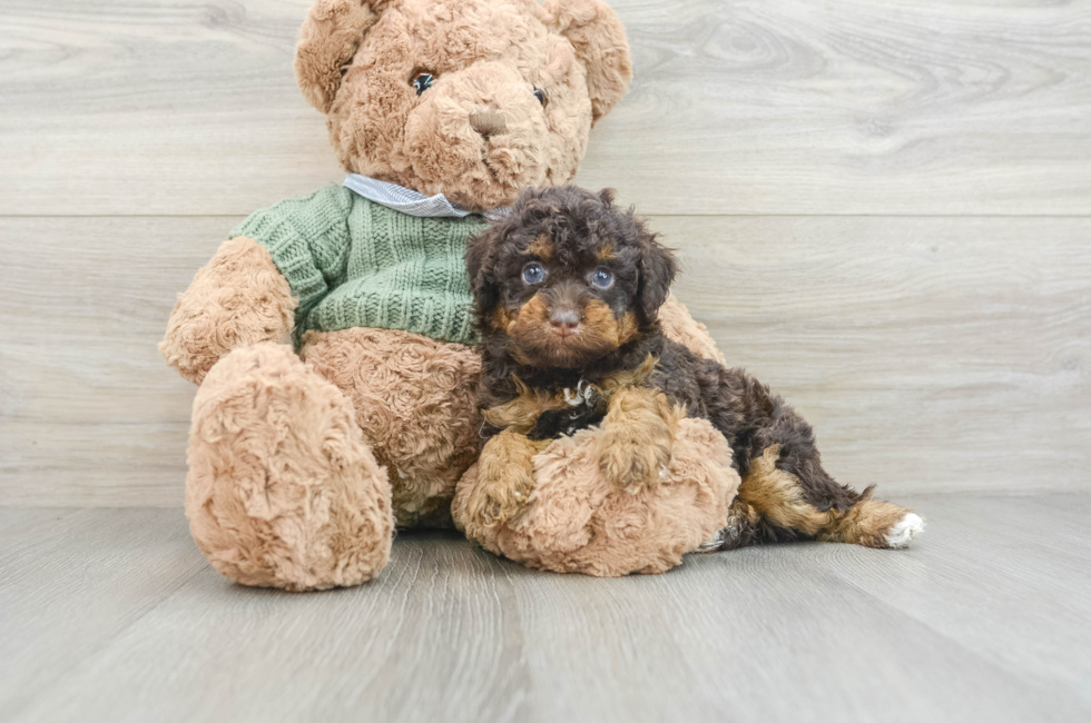 6 week old Poodle Puppy For Sale - Premier Pups