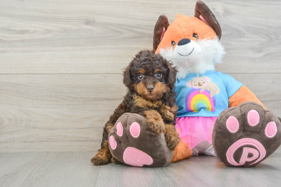 Best Poodle Baby