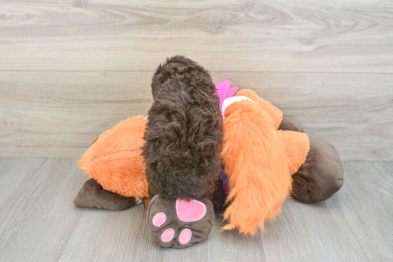 Meet Denzel - our Poodle Puppy Photo 2/3 - Premier Pups