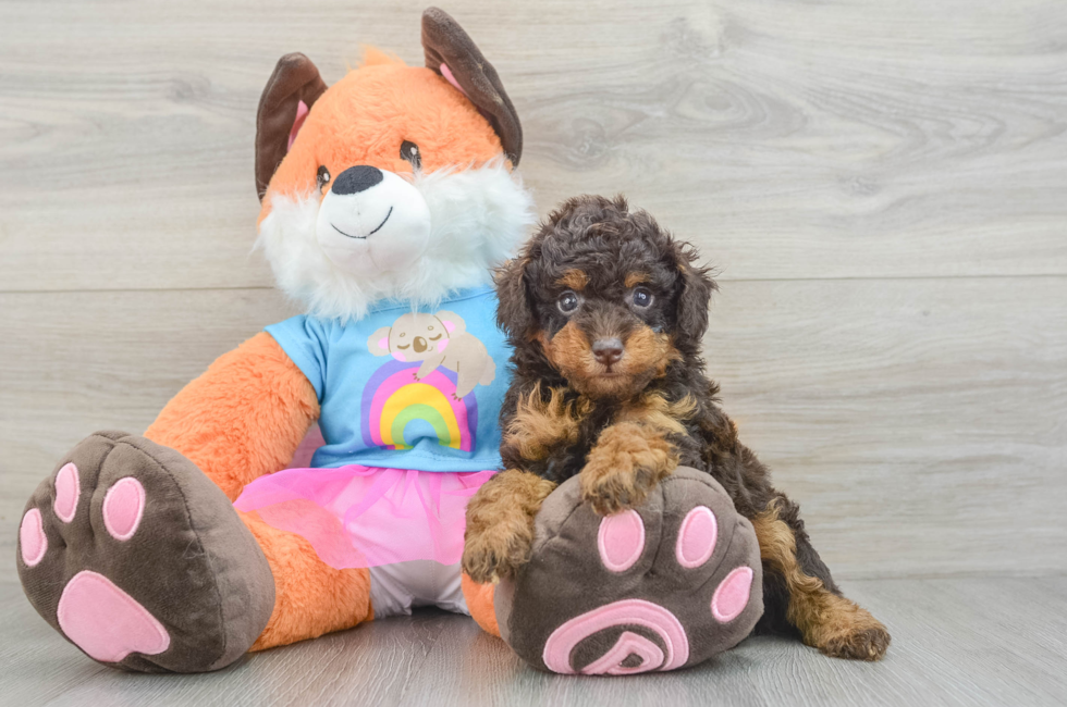 5 week old Poodle Puppy For Sale - Premier Pups