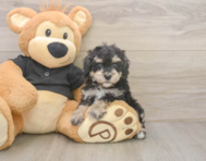 6 week old Poodle Puppy For Sale - Premier Pups
