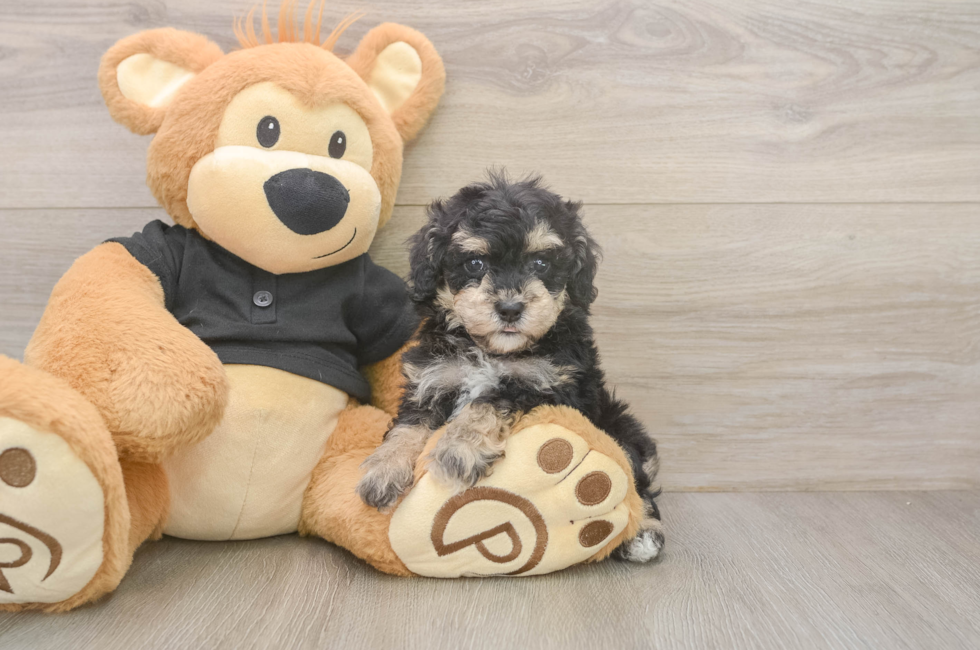 5 week old Poodle Puppy For Sale - Premier Pups
