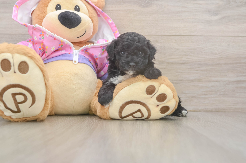 5 week old Poodle Puppy For Sale - Premier Pups