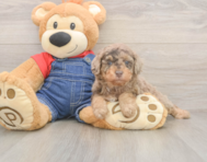 8 week old Poodle Puppy For Sale - Premier Pups